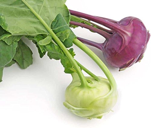 E-PlantKnol Knol Seeds, 1 Packet (25 per packet)