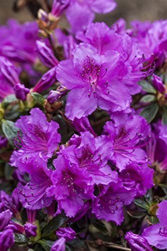 Rhododendron obtusum 'Diamant Rosa' 15–20 cm – Winterhart, Immergrün, Pflegeleicht – Azalee (Japanische Azalee) – Zierstrauch für Kübel & Gartenbeet