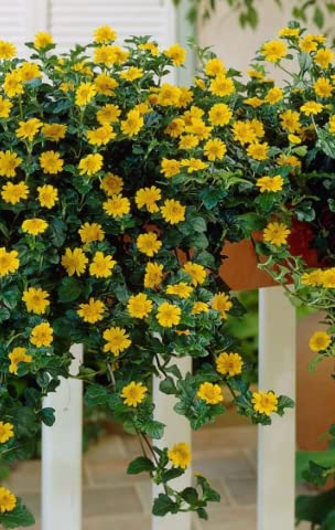 Nandhanam Wedelia Sphagneticola Trilobata, Flower Plant Live Full Year Flowering Plant for Hanging Baskets,groundcovers,mini gardens, bonsai landscapes(15 cuttings healthy live plants each) (B0C66LQFLQ) Amazon Price History, Amazon Price Tracker