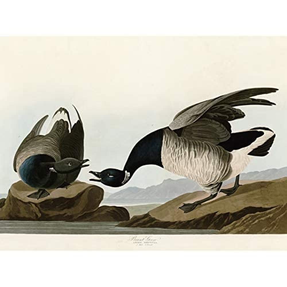 Artery8 Audubon Birds America Brant Goose Unframed Wall Art Print Poster Home Decor Premium
