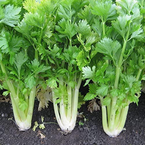 See full amazon price history chart for Celery seeds for home gardening || Seeds for celery home gardening || pack of 10 Celery seeds for home gardening || Seeds for celery home gardening || pack of 10 (B0CYXB4YSV) Amazon Price History, Amazon Price Tracker
