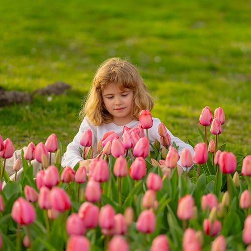 Image of Sggvecsy 30 Pcs Fake Tulips Artificial Flowers Real Touch PU Faux Flowers Tulip Stems for Wedding Spring Bouquet Floral Arrangement Home Party Office Decorations for Mother's Day (Dark Pink)