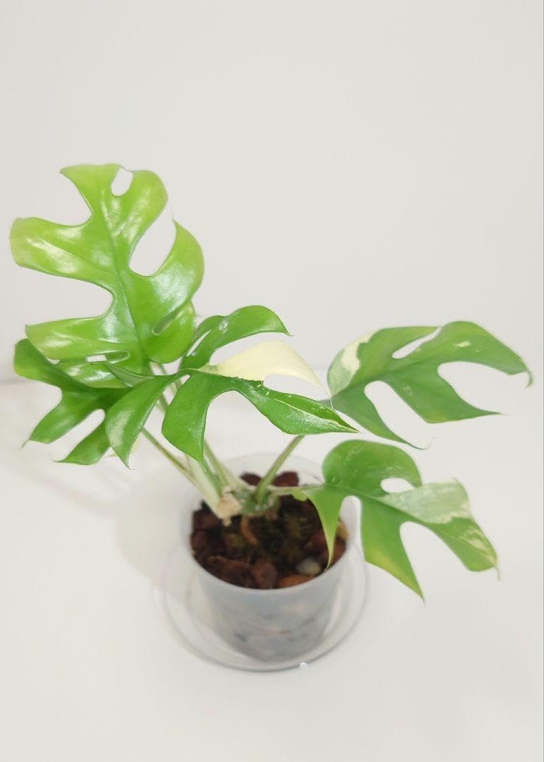 ラフィドフォラ テトラスペルマ パラゴン ヒメモンステラ斑入り ラフィドフォラ テトラスペルマ パラゴン ヒメモンステラ斑入り