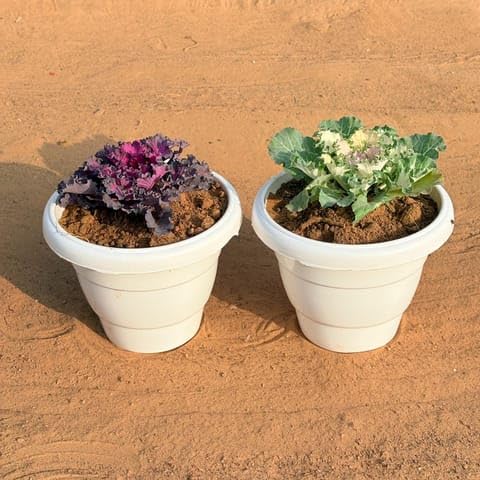 NATURE GARDEN Plants Best Nursery Set of 2 - Kale (Any Colour) in 8 Inch White Classy Plastic Pot-image-22