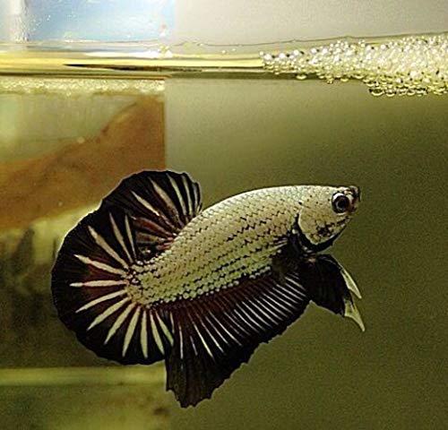 DreamDealsSG 100 Pieces Tourmaline Balls for Betta Fish Tank Accessories. Mineral Calcium Supplement. Live Shrimp Food… - Image 8