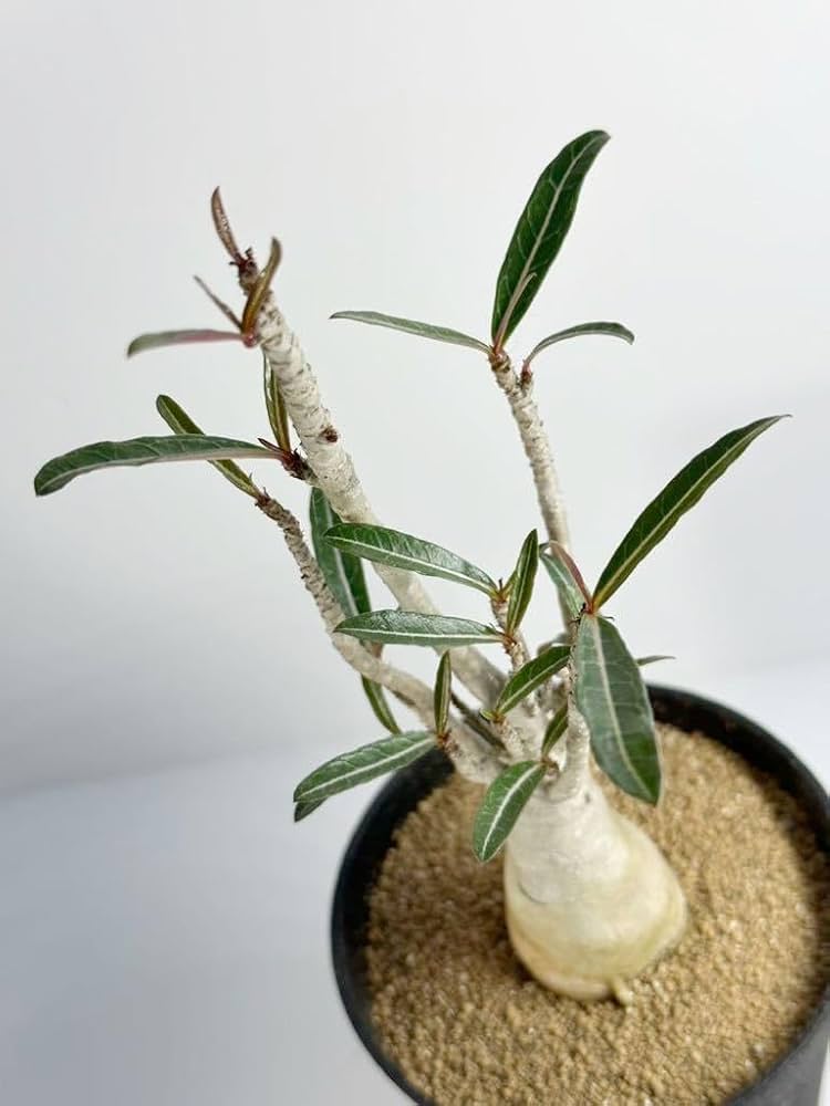 Amazon.co.jp: アデニウム ソマレンセ Adenium somalense