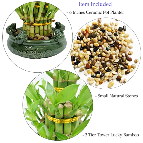 Athena'S Garden Athena’S Garden Lucky Bamboo Indoor Live Plant 3 Tier Tower Fresh Plant In Ceramic Planter thumb #1