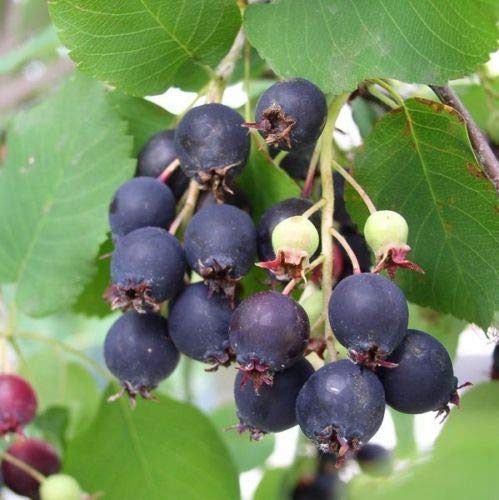 Saskatoon Serviceberry, Amelanchier alnifolia, 100 semi (commestibili, Colore di caduta, Hardy)