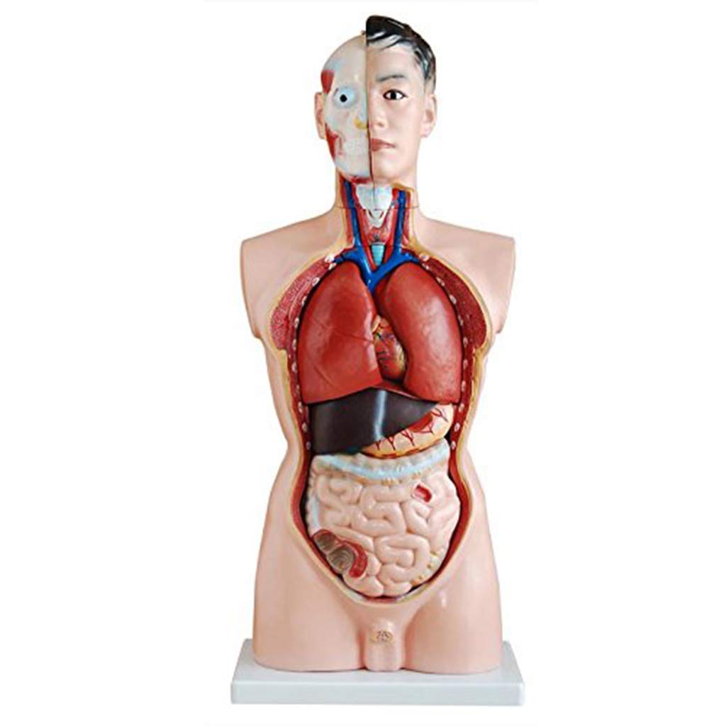 Model anatomiczny męskiego tułowia o długości 85 cm Ludzki szkielet Anatomiczne narządy wewnętrzne do materiałów edukacyjnych Można podzielić na 19 części