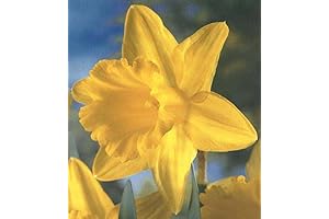 King Alfred Large Yellow Daffodil Bulbs