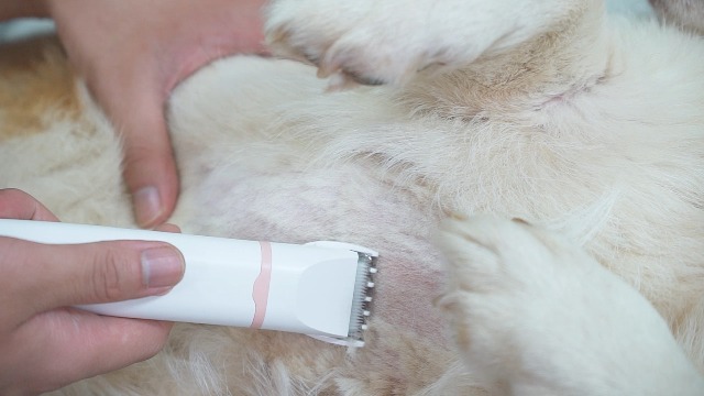 Amazon | Paerduo犬用バリカン 多機能 4in1ペット用 2段階