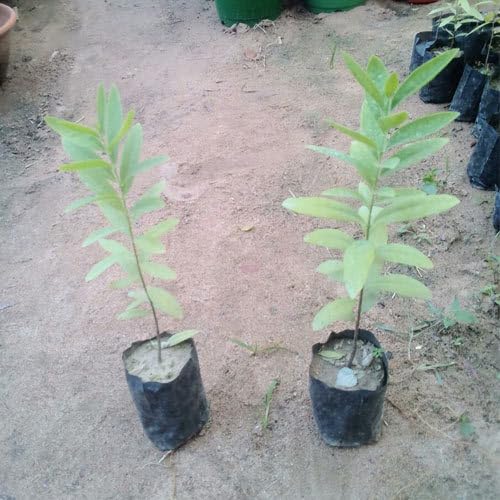White sandalwood plant live tree || live plant for white sandalwood tree || pack of 1 (B0CYG8VJB3) Amazon Price History, Amazon Price Tracker
