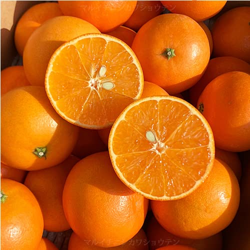 �󂠂� �F�{�d�b�P�Q �P�O�L���O�� �Җ]�̊��k �F�{�Y ���k ������p �����p�s��