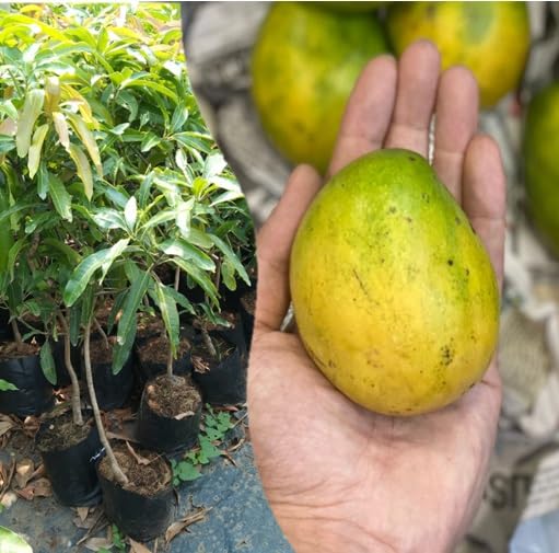 Green View® Neelam Mango Live Plant | Summer Mango Tree | Neelum Variety | Sweet Fragrant Grafted Fruit Plant for Home Garden, Pot, Balcony or Terrace Growing