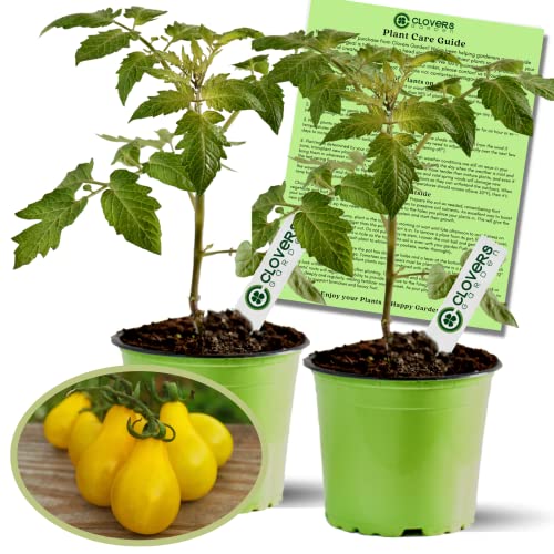 Clovers Yellow Pear Tomato Plants – Two (2) Live...