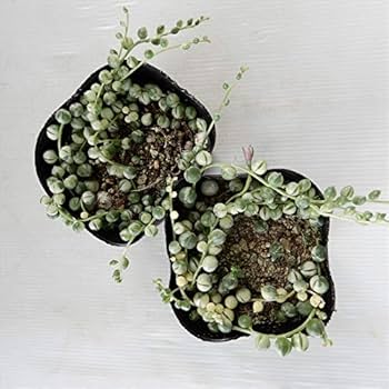 グリーンネックレス Amazon.co.jp: 多肉植物 多肉 カット苗 斑入り 斑入りグリーン