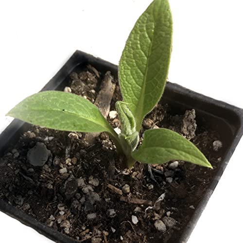 Smoke Camp Crafts Organic Comfrey Plant Bocking 14