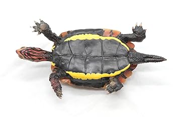 Amazon.co.jp: 海洋堂Naturetales「リュウキュウヤマガメ（琉球