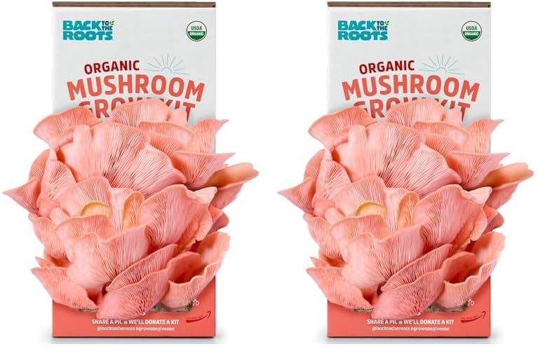 Back to the Roots Organic Pink Mushroom Grow Kit, Harvest Gourmet Mushrooms in 10 Days (Pack of 2)