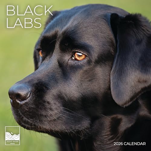2026 Black Lab Wall Calendar 12 Month | 12" x