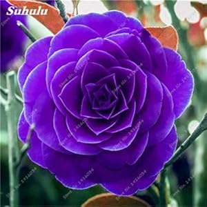 100% Semi reale camelia Fiori in vaso semi Bonsai Plant seed 24 colori disponibili casa e il giardino delle piante ornamentali-2 Pz