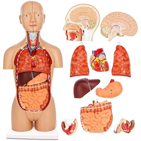 MonMed Human Torso Model – 17in Human Body Model Anatomy Doll with Removable Organs 3D Human Organ Model Cover