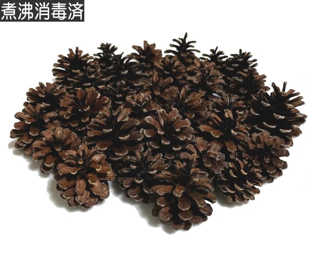 クリスマス・お正月・季節の催事　松ぼっくり 100個 以上あります　飾用 クリスマス・お正月・季節の催事 松ぼっくり 100個 以上あります 飾用