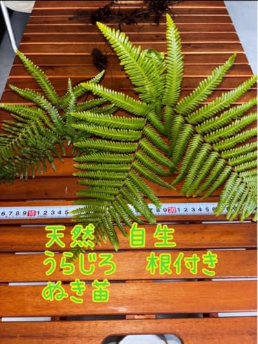 ︎新春特別おまけ付き︎ウラジロ 2株 50% 子どもの快適向け