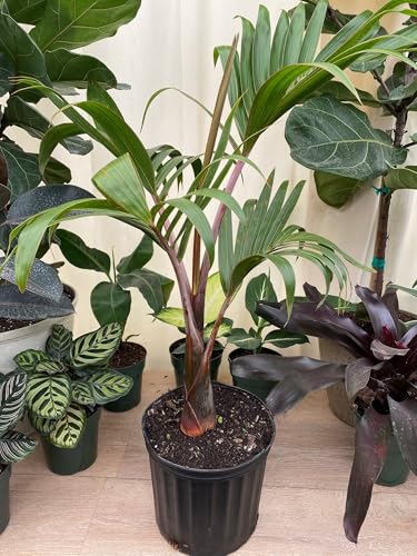 Bottle Palm Hyophorbe lagenicaulis - Unique Bottle Shaped Trunk, Ornamental Exotic Tropical Outdoor Live Palm Plant, Low Maintenance Drought Tolerant for Gardens and Patios (3gal Pot, 3-4ft) Bottle Palm Hyophorbe lagenicaulis - Unique Bottle Shaped Trunk, Ornamental Exotic Tropical Outdoor Live Palm Plant, Low Maintenance Drought Tolerant for Gardens and Patios (3gal Pot, 3-4ft)