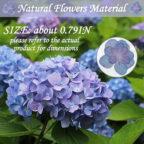 Flores secas prensadas azul púrpura para artesanía resina miniatura 2