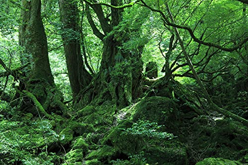 ND タペストリー 屋久島 世界遺産 自然 木漏れ日 屋久杉 滝 インテリア 壁面 おしゃれ だまし絵 風景 景色 絶景 大判 大きい 癒し 部屋 飾り付け 季節 プレゼント 背景布 壁 インスタ映え zoom 映え 雑貨 グッズ グリーン 緑 川 渓流 天然記念物 苔 森林