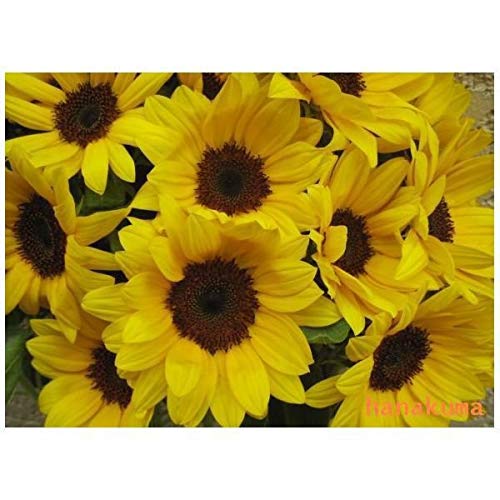 Amazon｜ひまわり10本の花束 母の日・お誕生日お祝 記念日などに