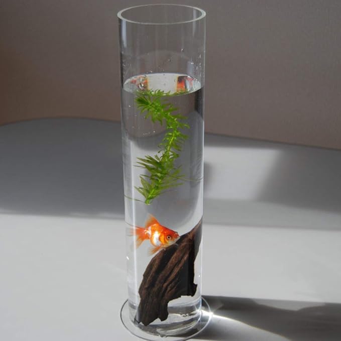 特価ブランド 4 330 アクリル円柱水槽 魚用品 水草 Bindascollection Com 特価ブランド 4 330 アクリル円柱水槽 魚用品 水草 Bindascollection Com