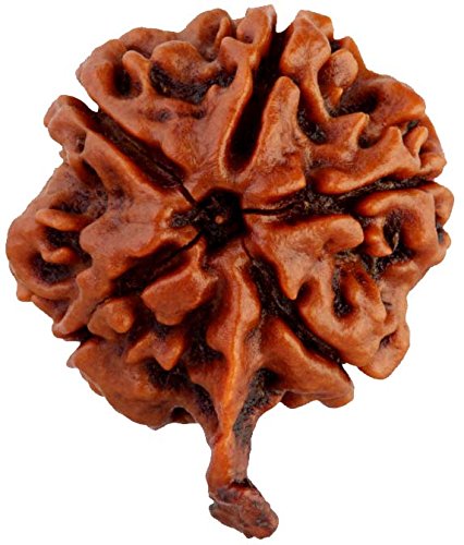 Saubhagya GlobalSaubhagya Global Ganeshji Rudraksha Lab Certified Original Pure Siddha in Handmade Tassel, Nepal Beads, Size 18-24mm, Color-Brown