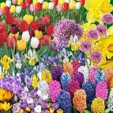 30 Mix Flower Bulbs, Assorted Bulbs for Planting, Mixed Daffodils, Hyacinths, Allium, Iris and More - Colorful Hardy Perennial Flower Bulb Bulk for Spring Blooms, Fall Planting in Gardens, Borders