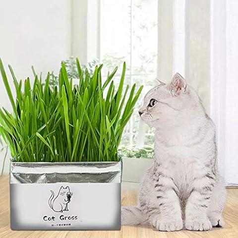 AKDSteel Pet Cat Grass Soilless Hydroponic Seed Growing for Oral Cavity Cleaning Rye grass for Home Use Cover