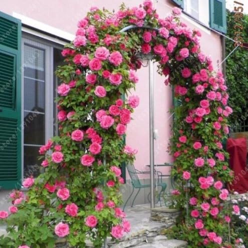 Amazon.com : Generic 50pcs Climbing Rose Flower Seeds Light