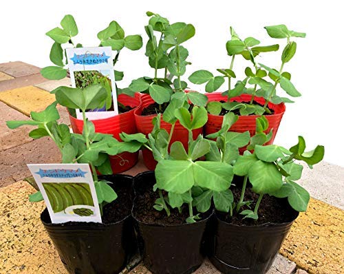 Amazon 2月 3月植え頃野菜苗 契約農家の野菜苗エンドウ豆 サラダスナップエンドウ 赤花キヌサヤエンドウ 2種セット 3号ポット F9 家庭菜園 ガーデン プランター 安全 安心 育てやすい 人気 6個セット 種 苗 Amazon 2月 3月植え頃野菜苗 契約農家の野菜苗エンドウ豆 サラダスナップエンドウ 赤花キヌサヤエンドウ 2種セット 3号ポット F9 家庭菜園 ガーデン プランター 安全 安心 育てやすい 人気 6個セット 種 苗