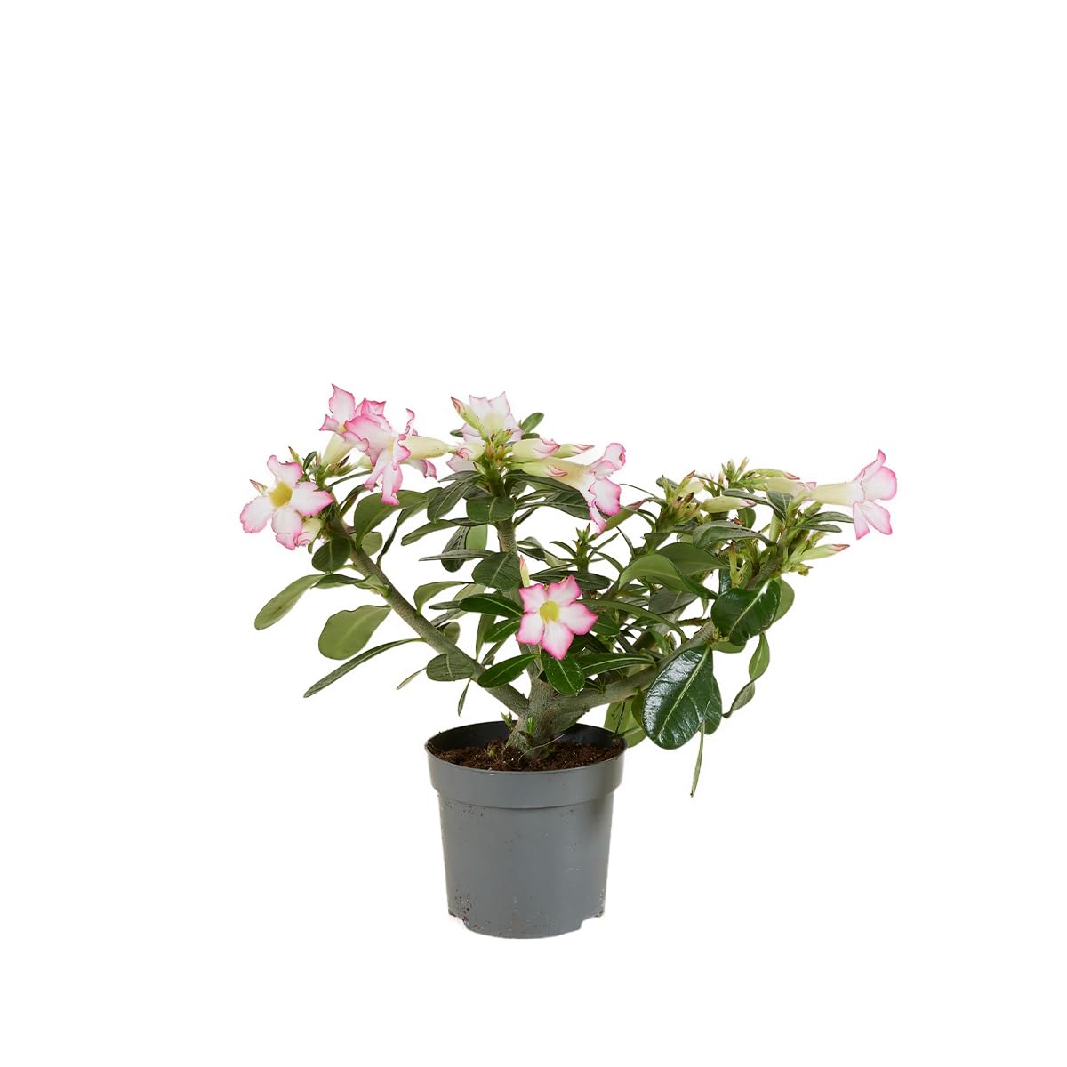 Bloomique Adenium Obesum Rose du Désert Plante d'intérieur Pot 13cm Hauteur 25-35 cm