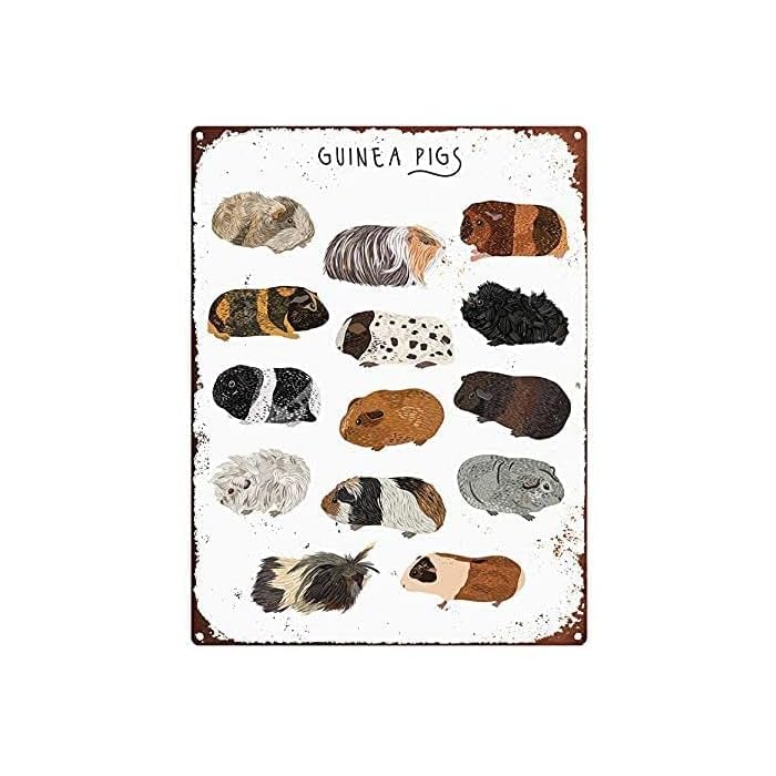 Buy Tin Signs For Garage Guinea Pig Metal Sign Types Of Guinea Pigs