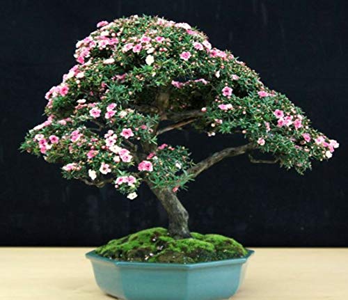 Groeien uw eigen Tea Tree Bonsai Kit - Indoor vensterbank Tuinieren Gift Set - Afbeelding 5