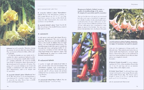 Brugmansia and Datura: Angel's Trumpets and Thorn Apples