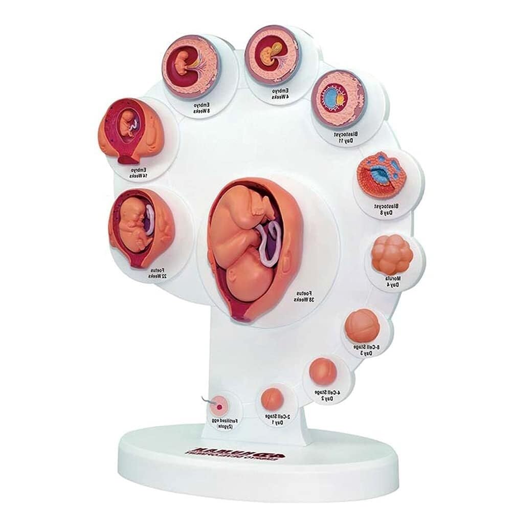 HEQIM Fetal Uterine Embryo Development Model, Human Body Model Teaching Tool, fetal Organ Growth Process Model, fetal Model Human Anatomy Teaching aids, Medical Teaching Supplies