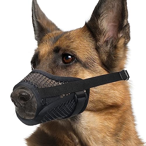 Discover the Top 10 MustHave Products for Your Chihuahua Jack Russell