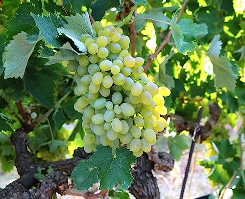 Image of GreenWorld Special Sweet Green Grape Plant (PACK OF 1) Healthy /Angoor Live Plant.