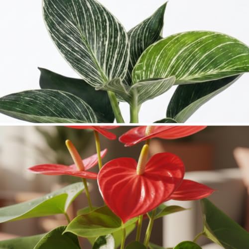 Image of Philodendron Birkin & Anthurium Live Indoor 2-Plant Combo in 4-Inch Self-Watering Matte Grey Pots | Exotic Designer Houseplants for Luxury Home, Living Room & Office Decor
