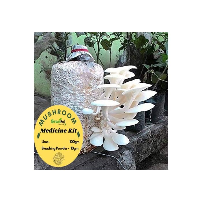 Buy grenfel Mushroom 1 Kg Oyster Mushrooms Spawn/Plant Seeds Mycelium