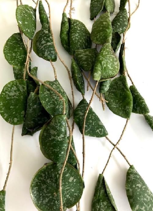 Hoya Imbricata Fiore di Cera Vaso 15 cm | Pianta Grassa Tropicale, Da Interno, Rampicante Ornamentale, Foglie Decorative