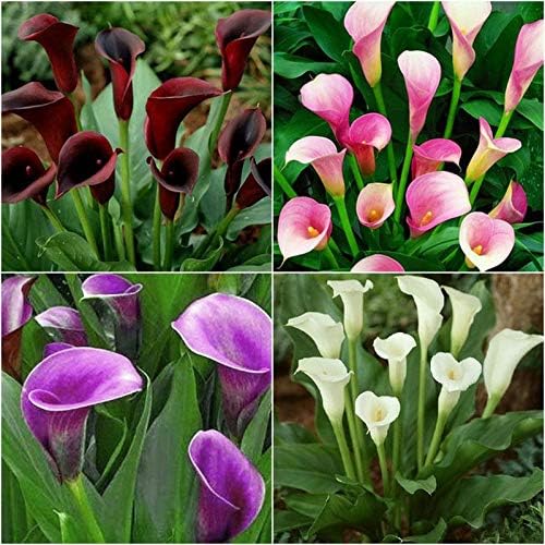 4pcs Rare Colorful Calla Lily Bulbs Perennial Gardening Summer Flower