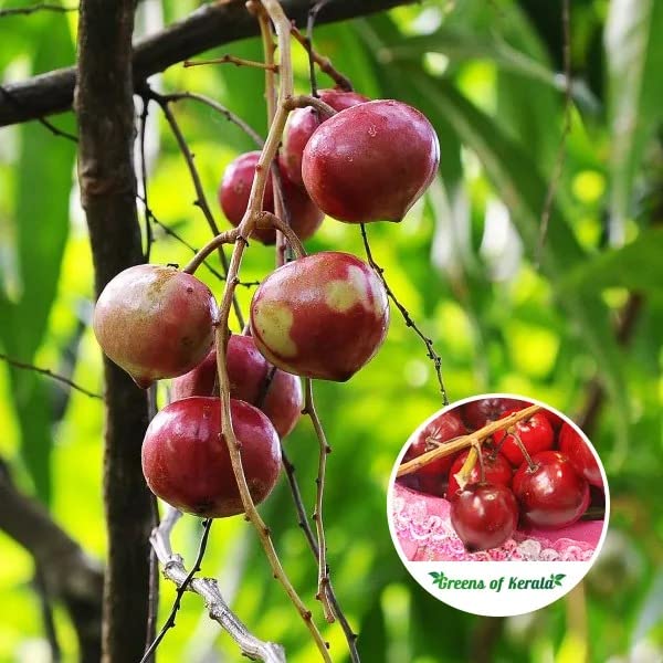 Cloud Farm Live Cherry Fruit/Barbados Cherry/Sweetheart cherry 1